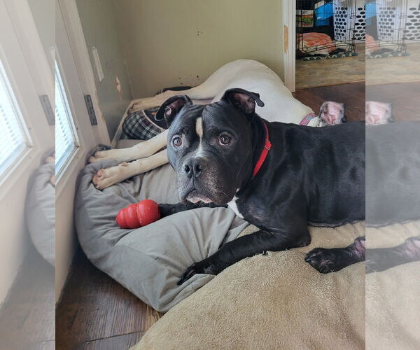 Medium Photo #5 American Bulldog-Unknown Mix Puppy For Sale in Calhoun, GA, USA