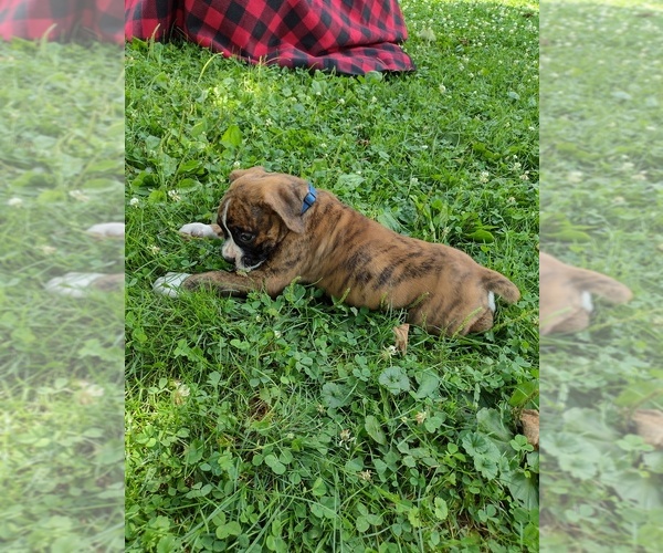 Medium Photo #7 Boxer Puppy For Sale in PORT ROYAL, PA, USA