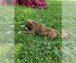 Small #6 Boxer