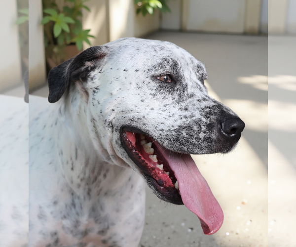 Medium Photo #1 Mutt Puppy For Sale in Pasadena, CA, USA
