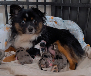 Miniature Australian Shepherd Puppy for Sale in DAKOTA CITY, Nebraska USA