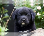 Puppy Thunder Bernese Mountain Dog-Labrador Retriever Mix
