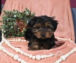 Small Photo #1 Morkie Puppy For Sale in BALTIC, OH, USA