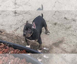 American Bully Puppy for Sale in DETROIT, Michigan USA