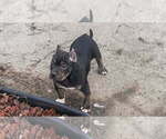 Small American Bully