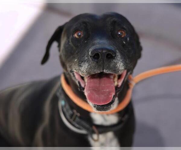 Medium Photo #1 Lab-Pointer Puppy For Sale in Martinez, CA, USA