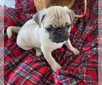 Small Photo #2 Pug Puppy For Sale in COLUMBUS, OH, USA