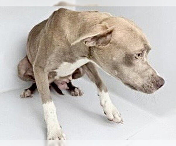 Medium Photo #1 Mutt Puppy For Sale in Houston, TX, USA