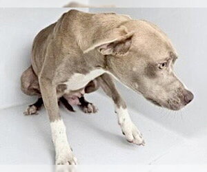 Mutt Dogs for adoption in Houston, TX, USA