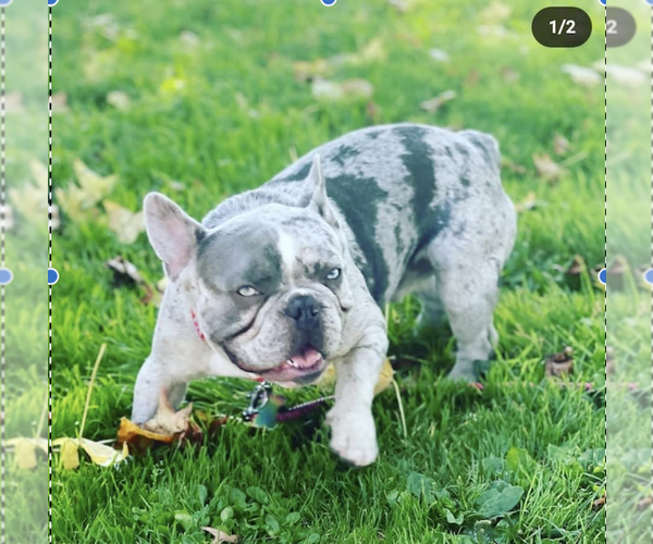 Medium Photo #5 French Bulldog Puppy For Sale in TEMPLETON, CA, USA
