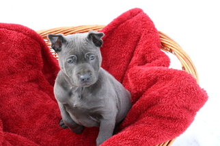 Thai Ridgeback Puppy for sale in SCHENECTADY, NY, USA