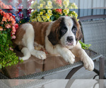 Puppy Vulcan Saint Bernard