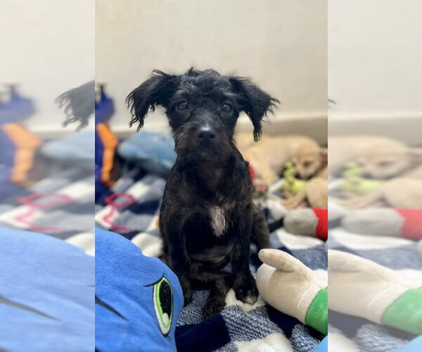 Medium Photo #1 Mutt Puppy For Sale in San Diego, CA, USA