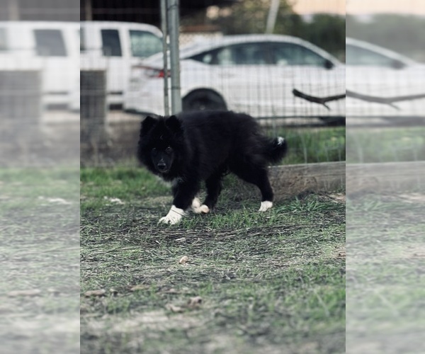 Medium Photo #4 Siberian Husky Puppy For Sale in HEMET, CA, USA
