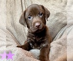 Small Photo #12 Labrador Retriever Puppy For Sale in ASHEVILLE, NC, USA