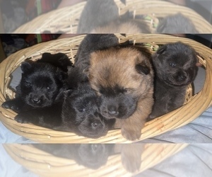 Chow Chow Puppy for sale in MADISON, WI, USA