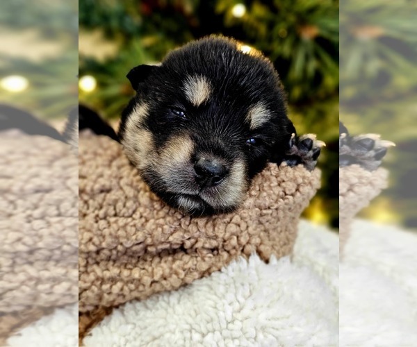 Medium Photo #6 Siberian Husky-Unknown Mix Puppy For Sale in McKinney, TX, USA