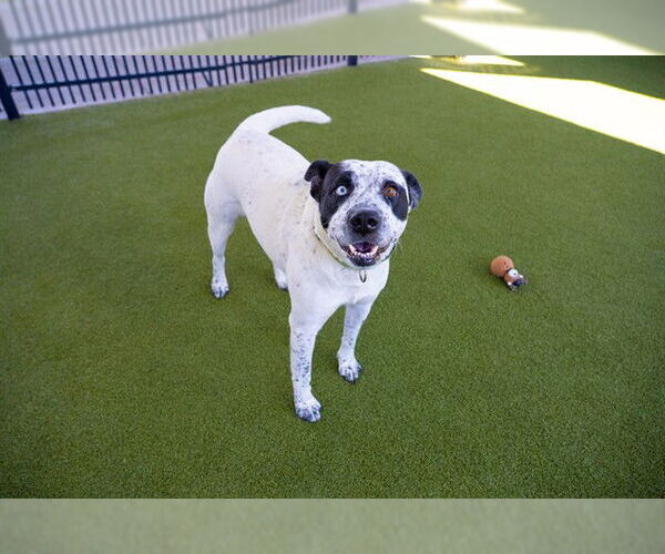 Medium Photo #3 Mutt Puppy For Sale in Waco, TX, USA