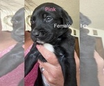Small #9 Golden Retriever Mix