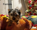 Small Photo #4 Yorkshire Terrier Puppy For Sale in MERCED, CA, USA