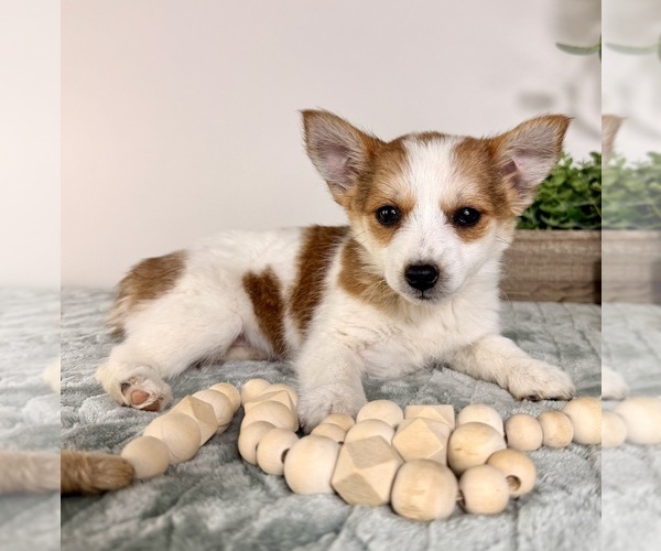 Medium Photo #2 Chi-Corgi Puppy For Sale in GREENFIELD, IN, USA