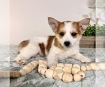 Small #1 Chi-Corgi