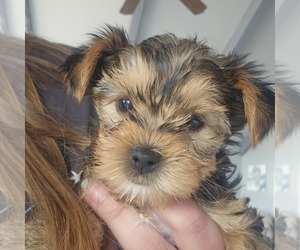 Yorkshire Terrier Puppy for Sale in LINCOLN CITY, Oregon USA