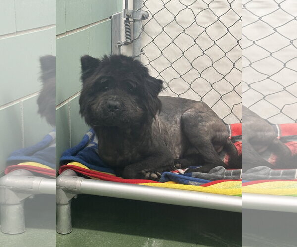 Medium Photo #3 Chow Chow Puppy For Sale in Prescott, Ontario, Canada