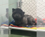 Small #2 Chow Chow