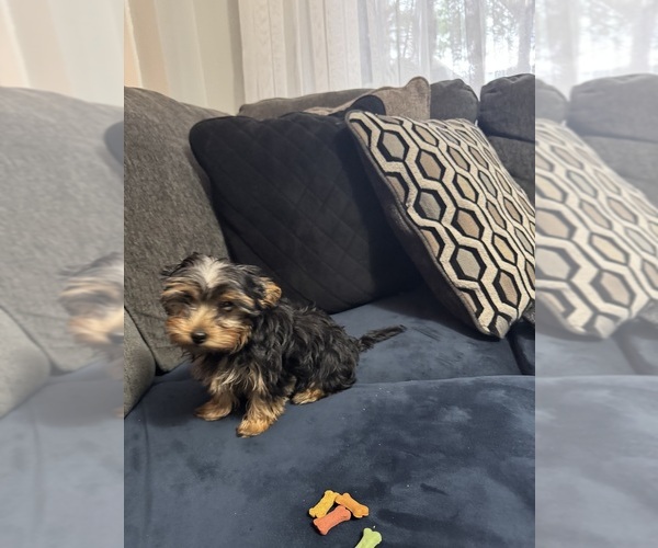 Medium Photo #16 Yorkshire Terrier Puppy For Sale in PORTLAND, OR, USA
