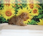 Colt - Male Yorkiepoo mix (+ Poodle Toy) Puppy for Sale - Photo #24
