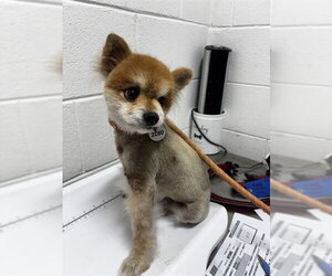 Pomeranian Dogs for adoption in Forestville, MD, USA