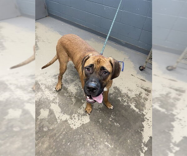 Medium Photo #1 Bullmastiff-Saint Bernard Mix Puppy For Sale in Tallahassee, FL, USA