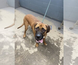 Bullmastiff-Saint Bernard Mix Dogs for adoption in Tallahassee, FL, USA