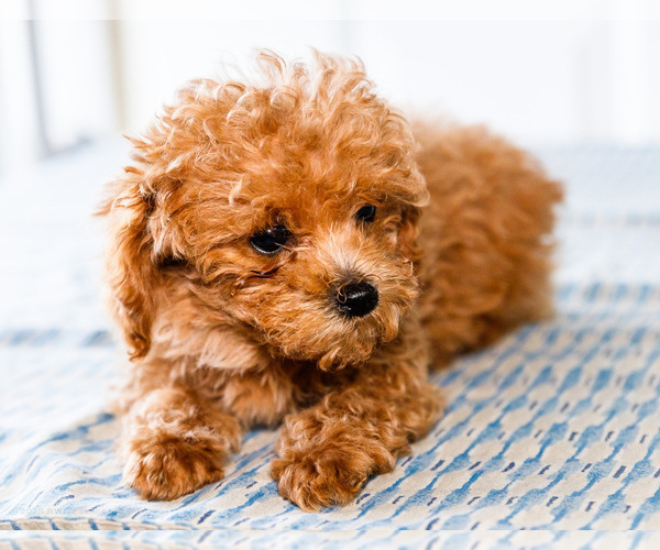 Medium Photo #24 Poodle (Toy) Puppy For Sale in WAKARUSA, IN, USA