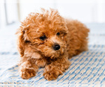 Small Photo #24 Poodle (Toy) Puppy For Sale in WAKARUSA, IN, USA