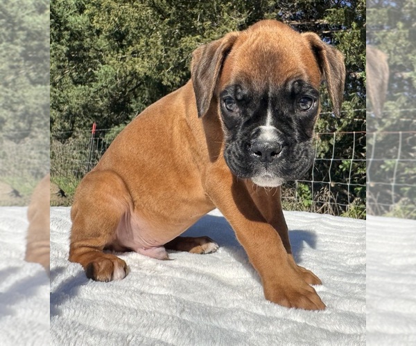Medium Photo #5 Boxer Puppy For Sale in PAWNEE CITY, NE, USA