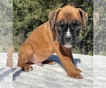AKC Austin - Male Boxer Puppy for Sale - Photo #5