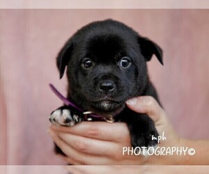 Jug-Shiba Inu Mix Puppy for sale in LIBERTY, KY, USA