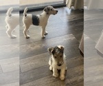 Small #4 Wire Fox Terrier