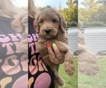 Small #1 Goldendoodle