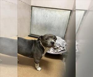 American Pit Bull Terrier-Unknown Mix Dogs for adoption in Martinez, CA, USA