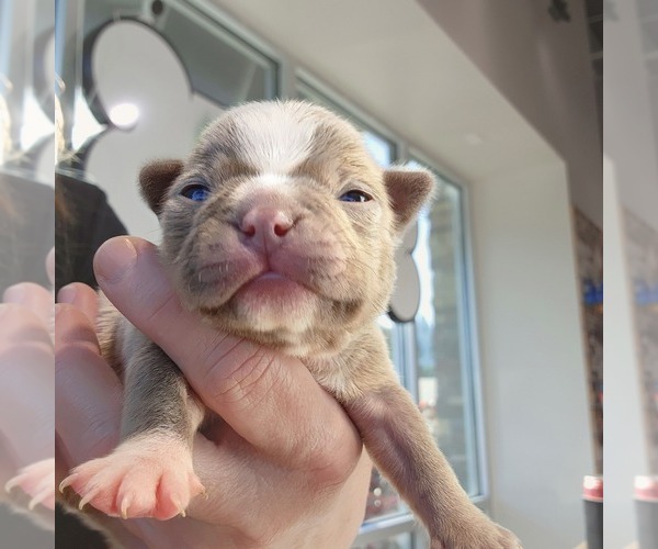 Medium Photo #8 Boston Terrier Puppy For Sale in FT MYERS, FL, USA