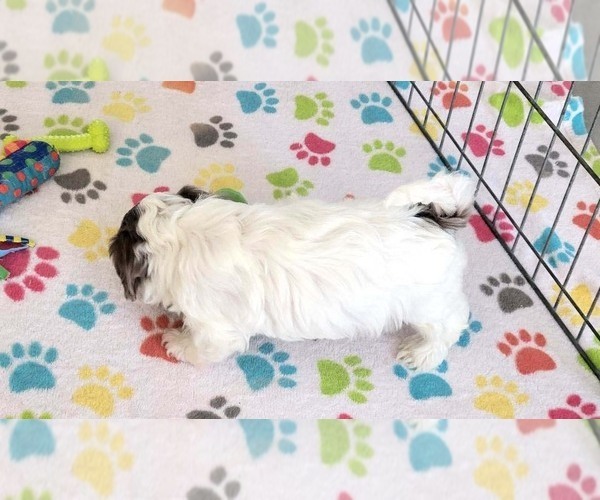 Medium Photo #11 Poovanese Puppy For Sale in ORO VALLEY, AZ, USA