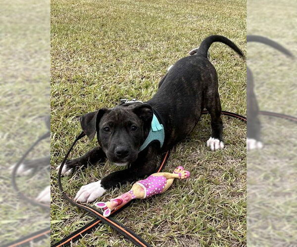 Medium Photo #4 Mutt Puppy For Sale in Tarrytown, GA, USA