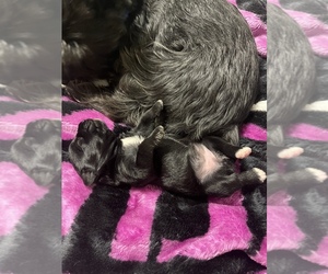 Snorkie Puppy for sale in CHESAPEAKE, OH, USA