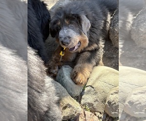 Tibetan Mastiff Puppy for sale in LITTLE CANADA, MN, USA