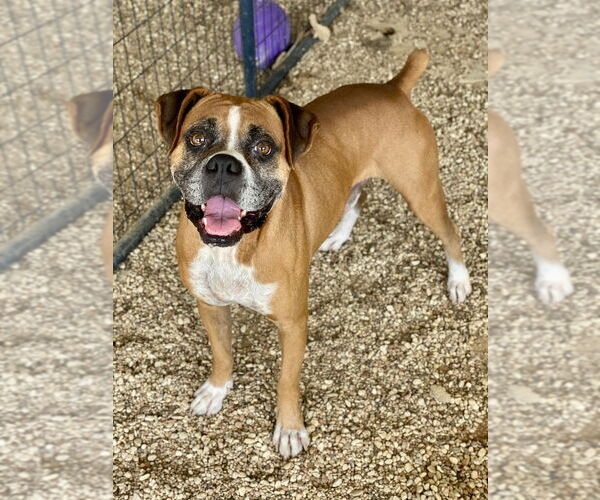 Medium Photo #2 Boxer Puppy For Sale in Austin, TX, USA