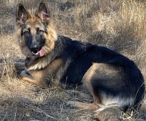 Mother of the King Shepherd puppies born on 09/20/2023
