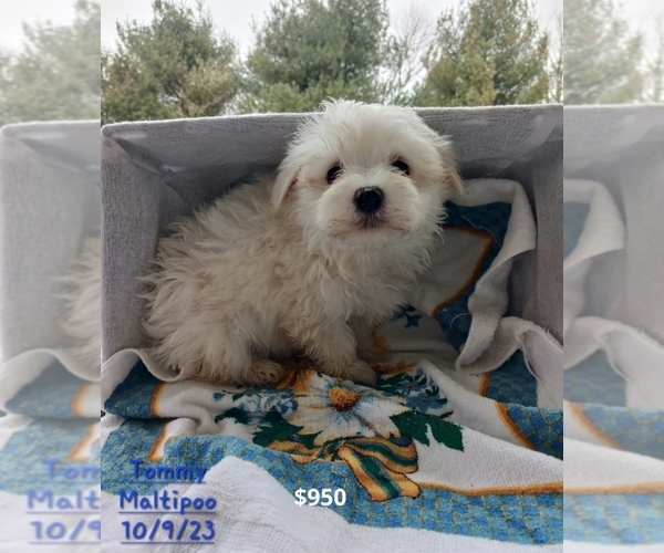 Medium Photo #1 Maltipoo Puppy For Sale in TOPEKA, IN, USA